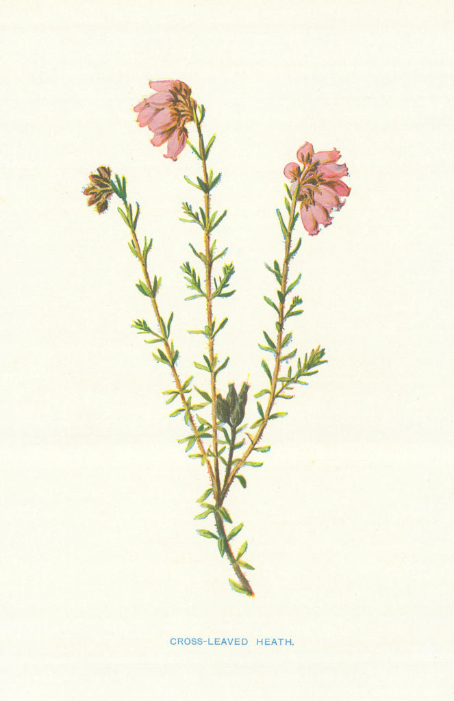 Cross-Leaved Heath. Wild Flowers by Frederick Edward Hulme c1895 old print
